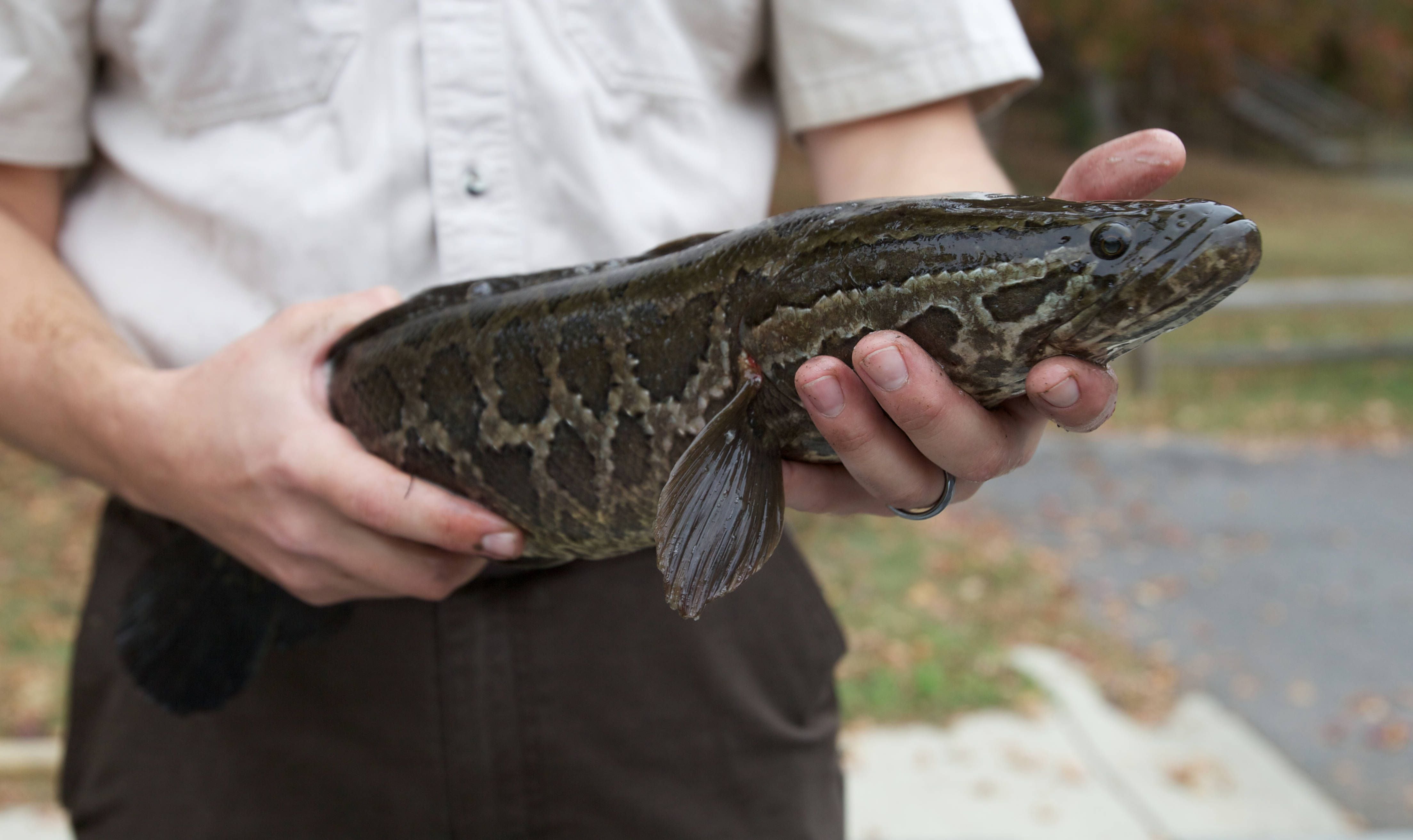 The northern snakehead fish will get a new name: Chesapeake Channa