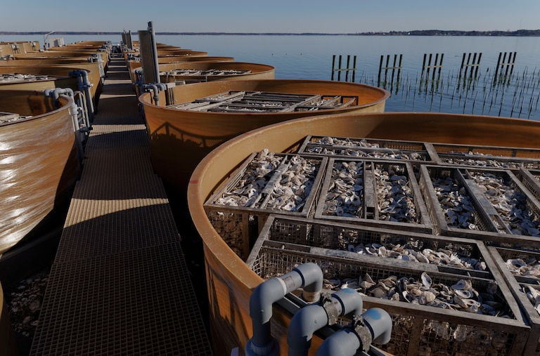Cleaned oyster shells at Horn Point Lab sit in cages inside large tanks which will eventually be used as substrate for oyster larvae to attach to.