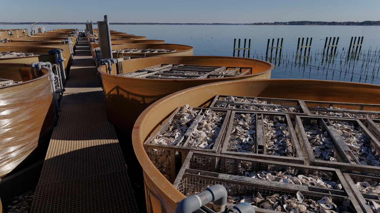 After Trump cut, Chesapeake Bay oyster hatchery survives another year