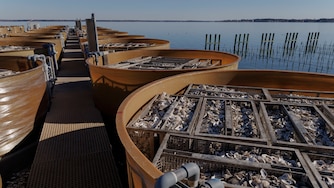 Cleaned oyster shells at Horn Point Lab sit in cages inside large tanks which will eventually be used as substrate for oyster larvae to attach to.