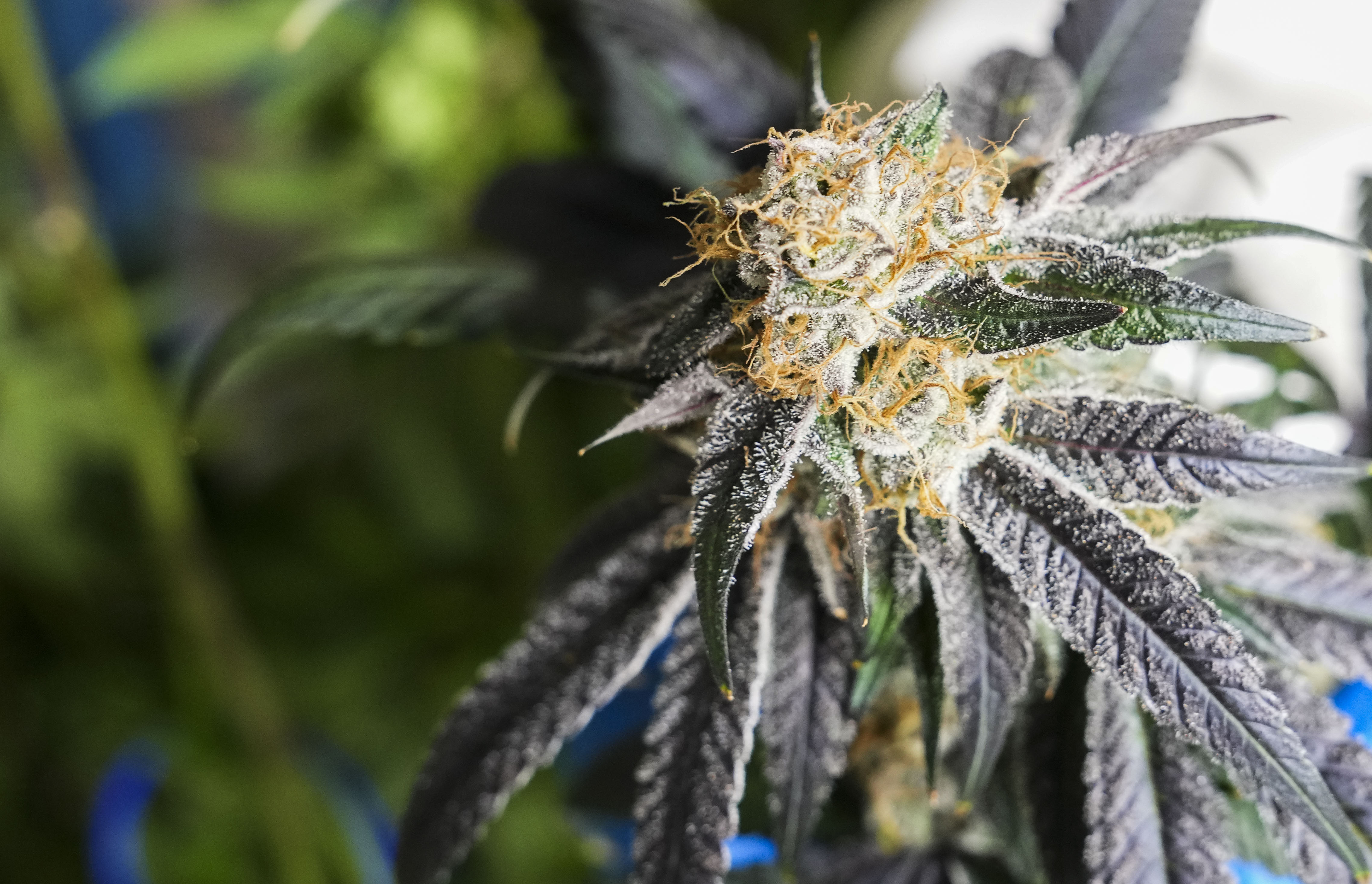 Behind the scenes at Curio Wellness