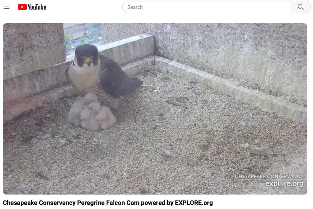 A Chesapeake Conservancy livestream shows a mother peregrine falcon nestled against her four fluffy hatchlings atop a Baltimore City skyscraper on April 18.
