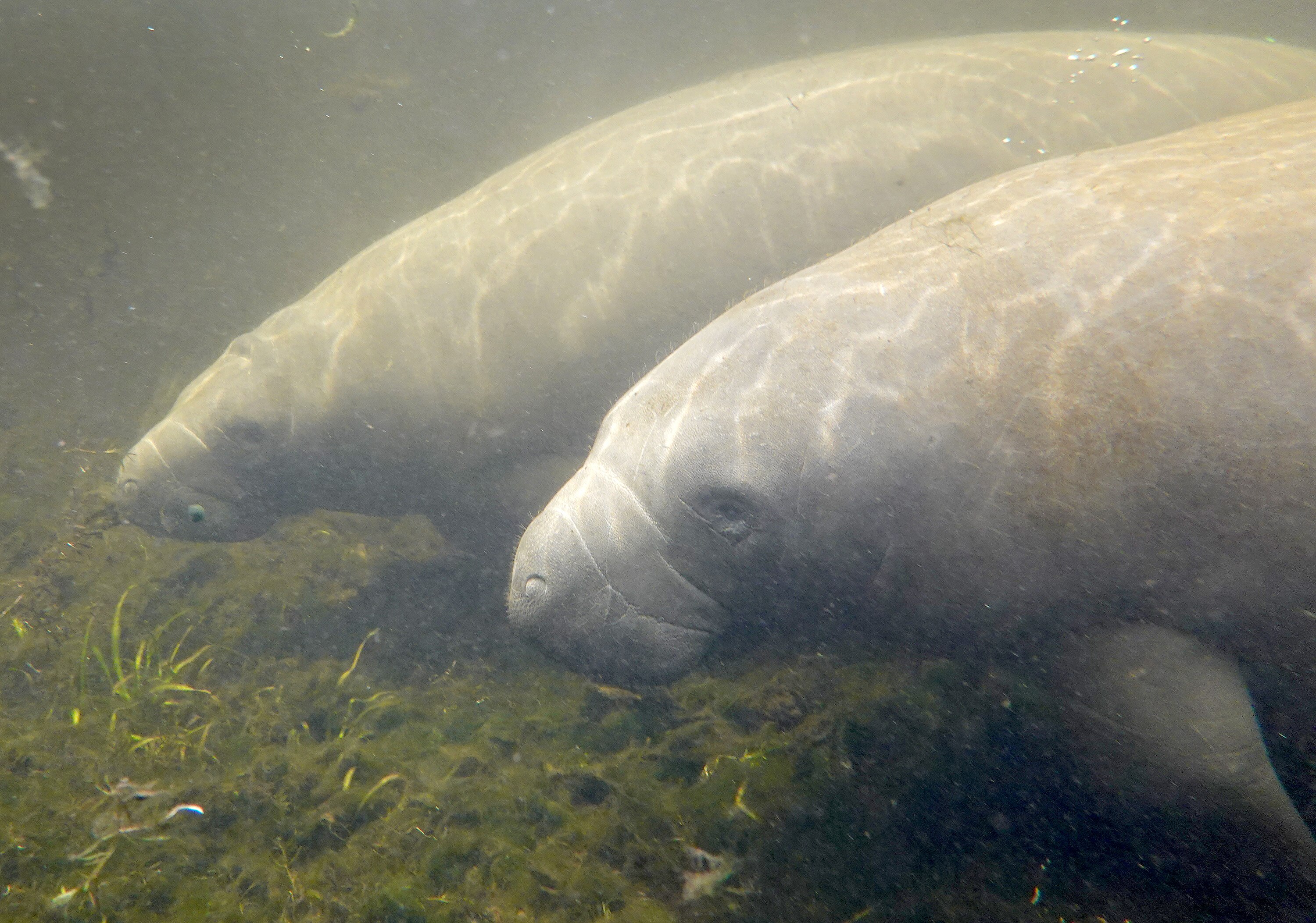 Manatees swim in the Homosassa River on Oct. 5, 2021 in Homosassa, Florida.