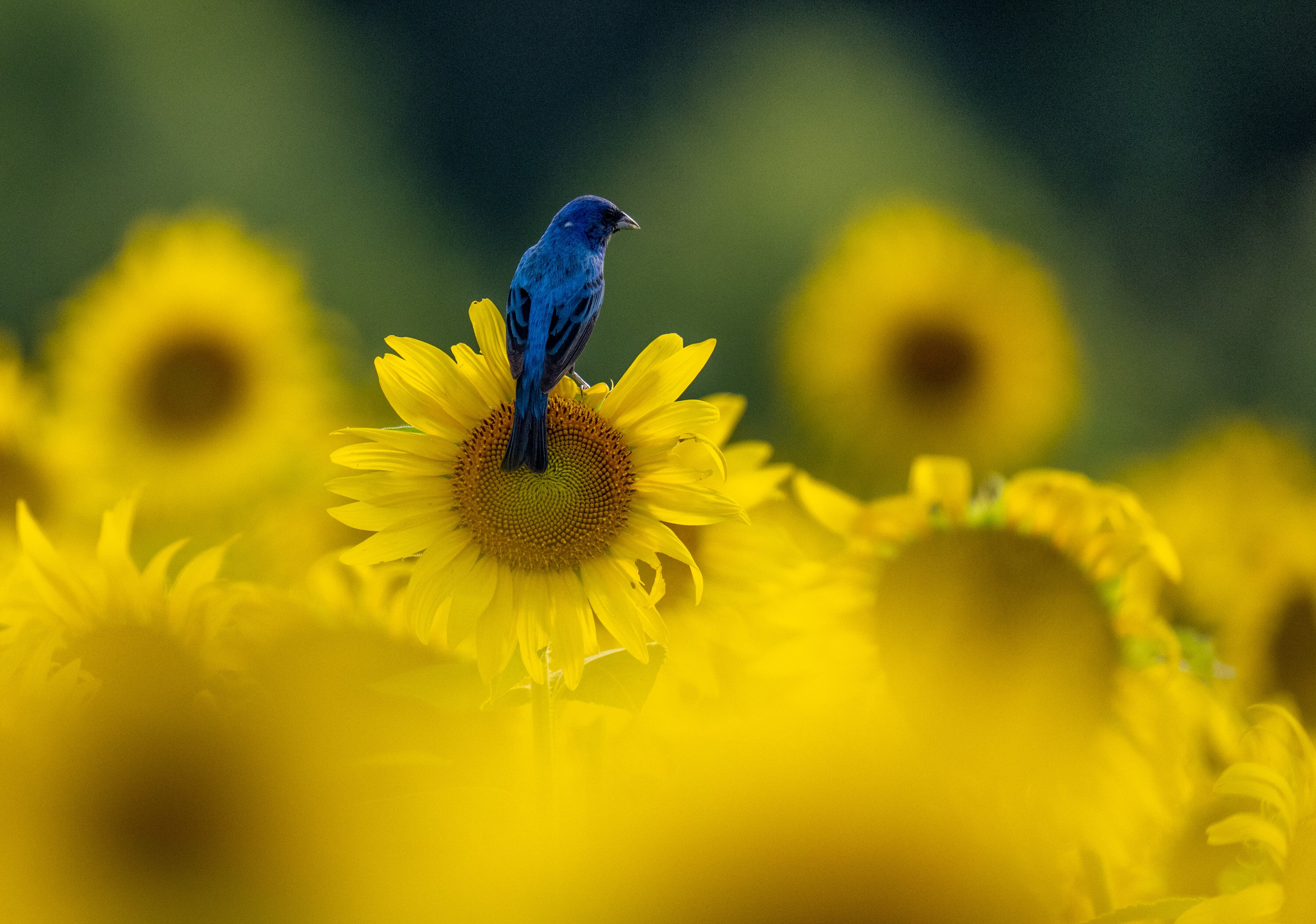 Thursday, July 17, 2025 — An Indigo Bunting sits atop a sunflower at McKee-Beshers Wildlife Management Area in Montgomery County.