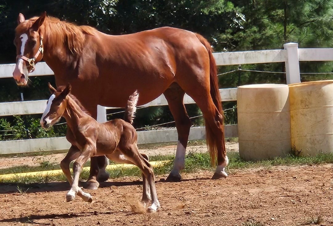 Hope, a mare rescued by Orioles pitcher Cole Irvin and his wife Kristen Beat, watches over her yet-to-be-named foal. (Photo courtesy of Kristen Beat)