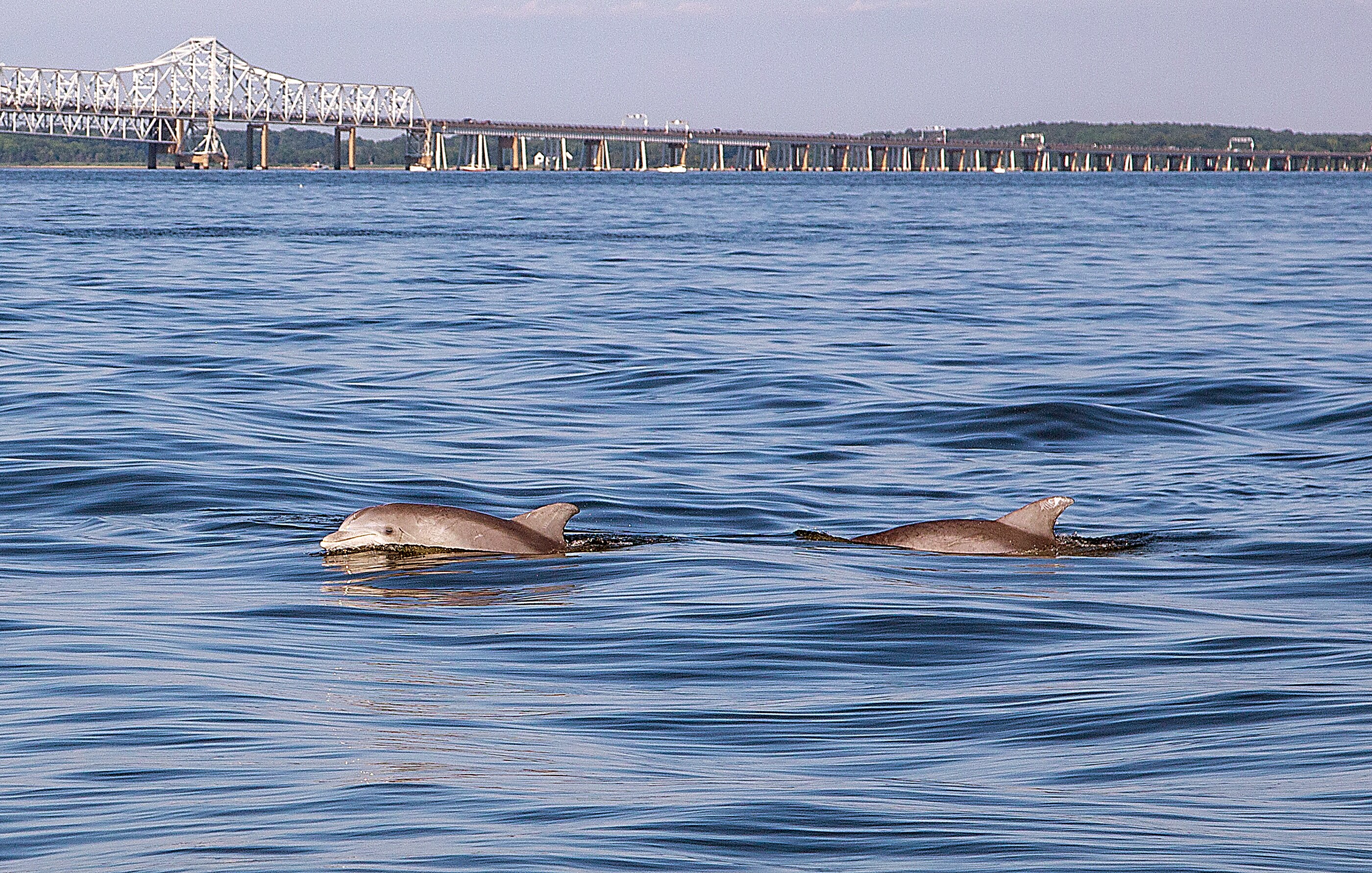Five of Maryland's congressional representatives expressed support for increased funding of the federally backed Chesapeake Bay restoration program.