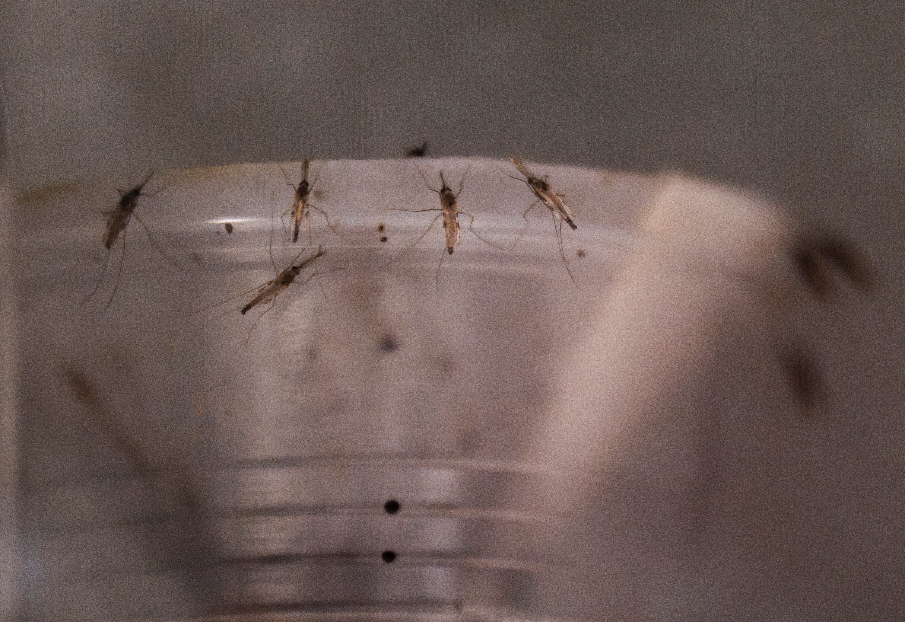Mosquitos at the Johns Hopkins Bloomberg School of Public Health Malaria Research Institute Insectary.