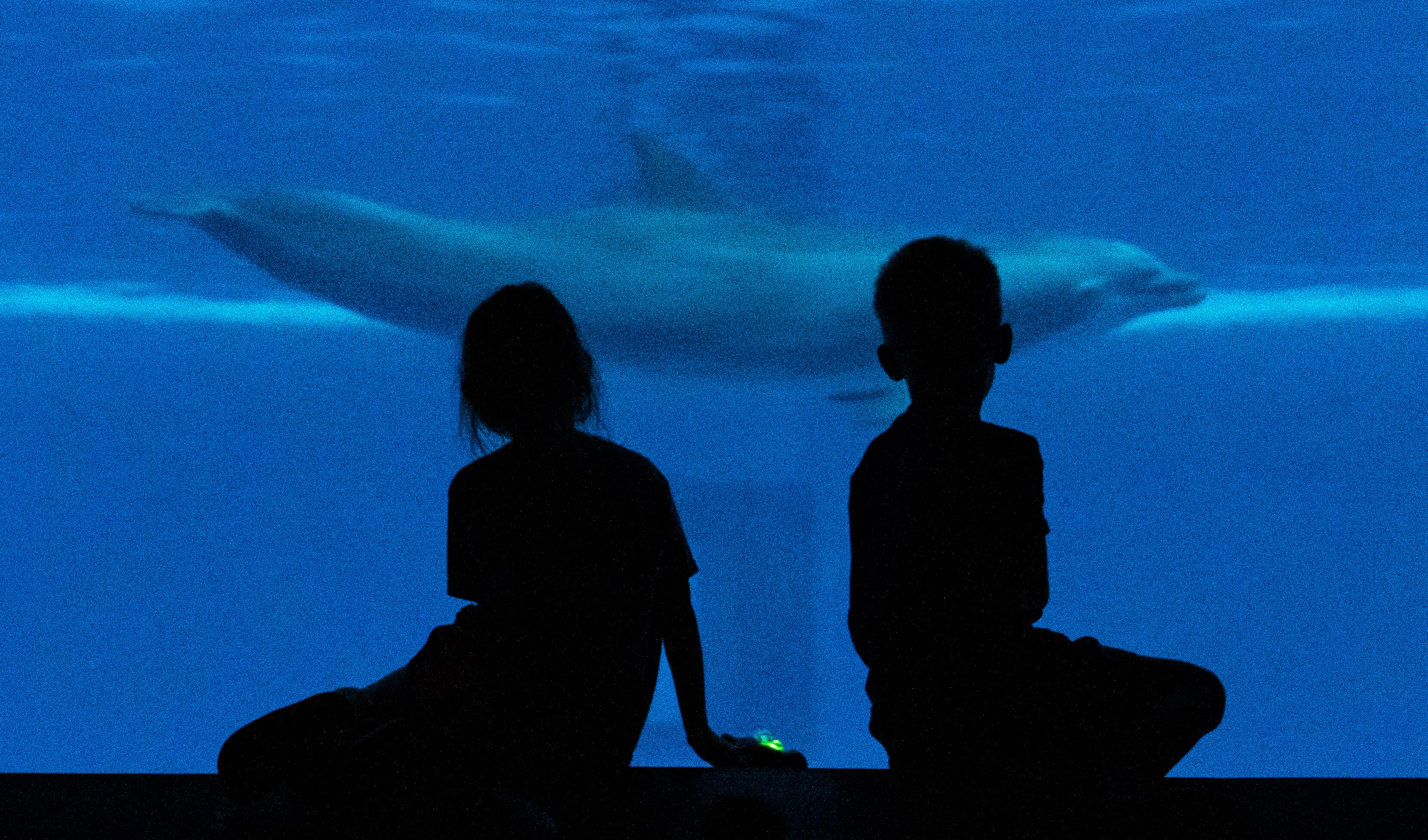 Children watch a dolphin swim by them at the National Aquarium, in Baltimore, Monday, June 26, 2023. 