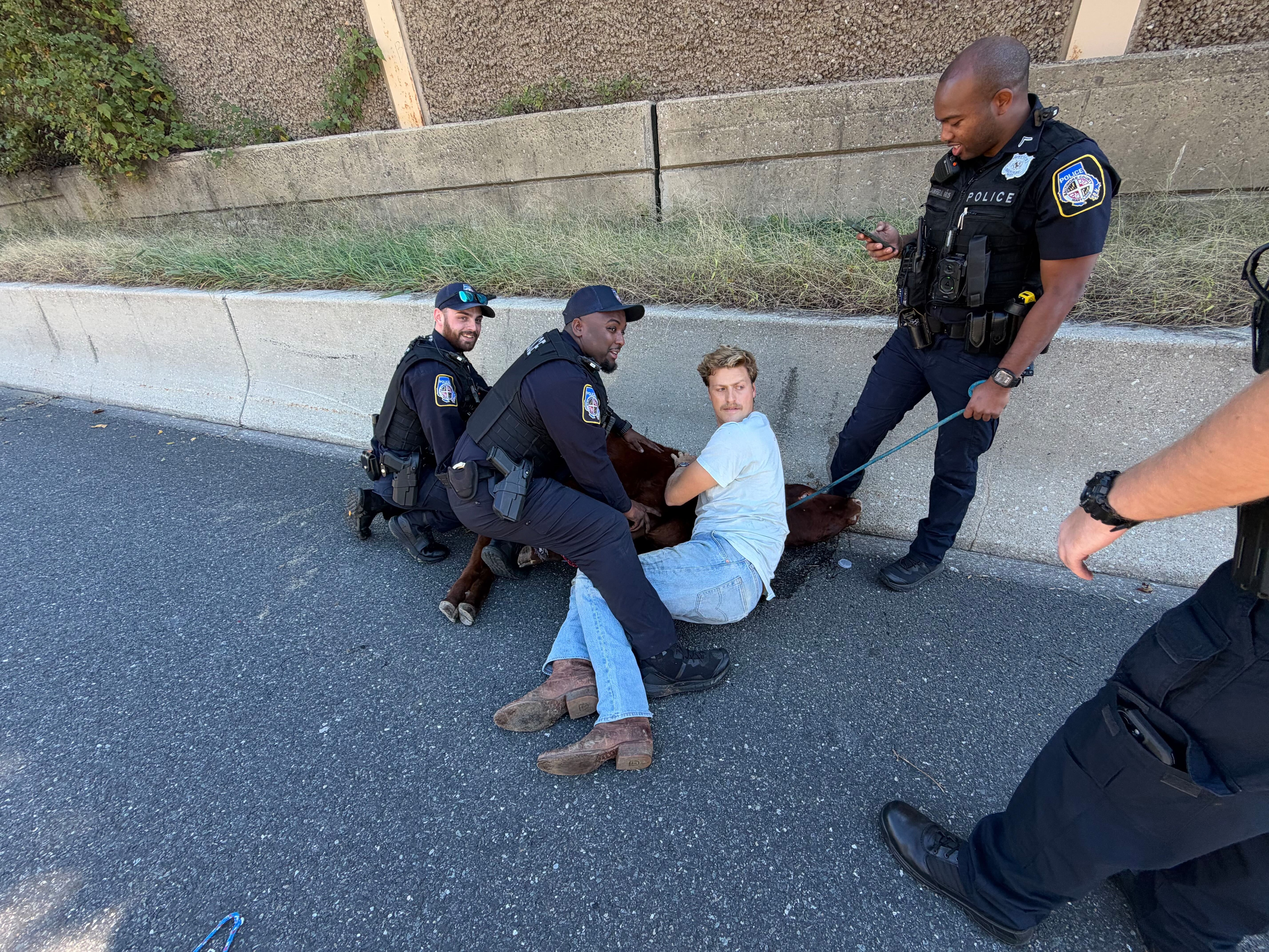 Joe Shaffer, in a t-shirt, is shown holding down a calf from his farm that got loose on Interstate 695 along with Baltimore County Police officers on Wednesday, Oct. 21, 2026.