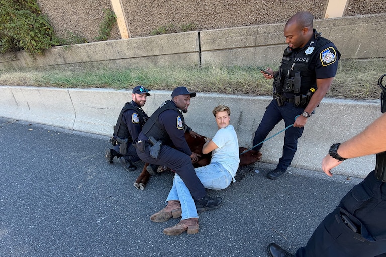 Joe Shaffer, in a t-shirt, is shown holding down a calf from his farm that got loose on Interstate 695 along with Baltimore County Police officers on Wednesday, Oct. 21, 2026.