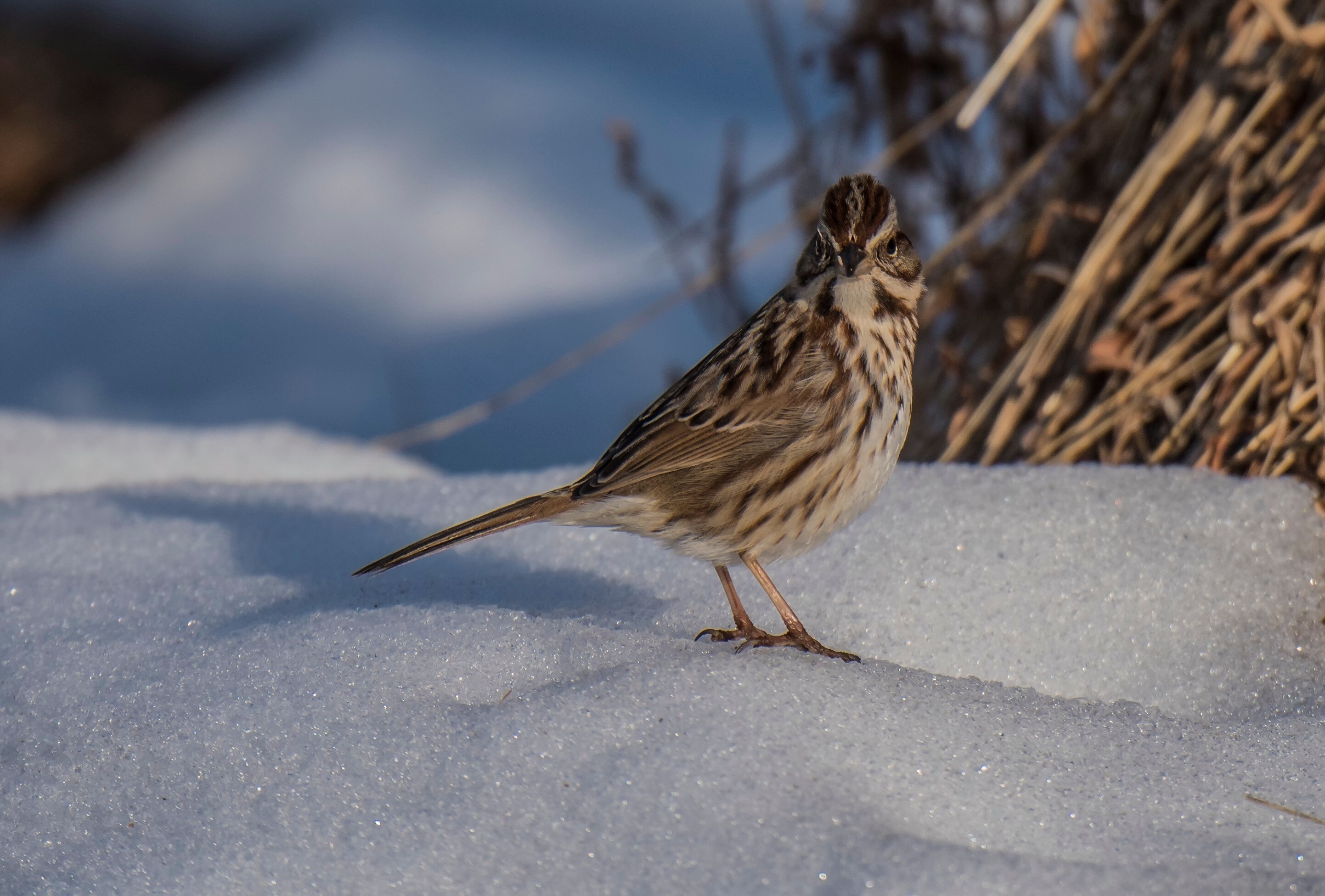 A song sparrow in the snow.