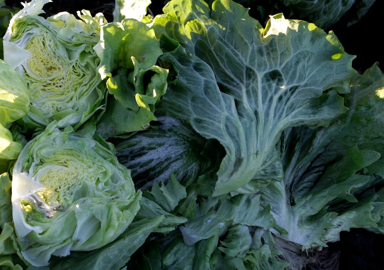 Lettuce