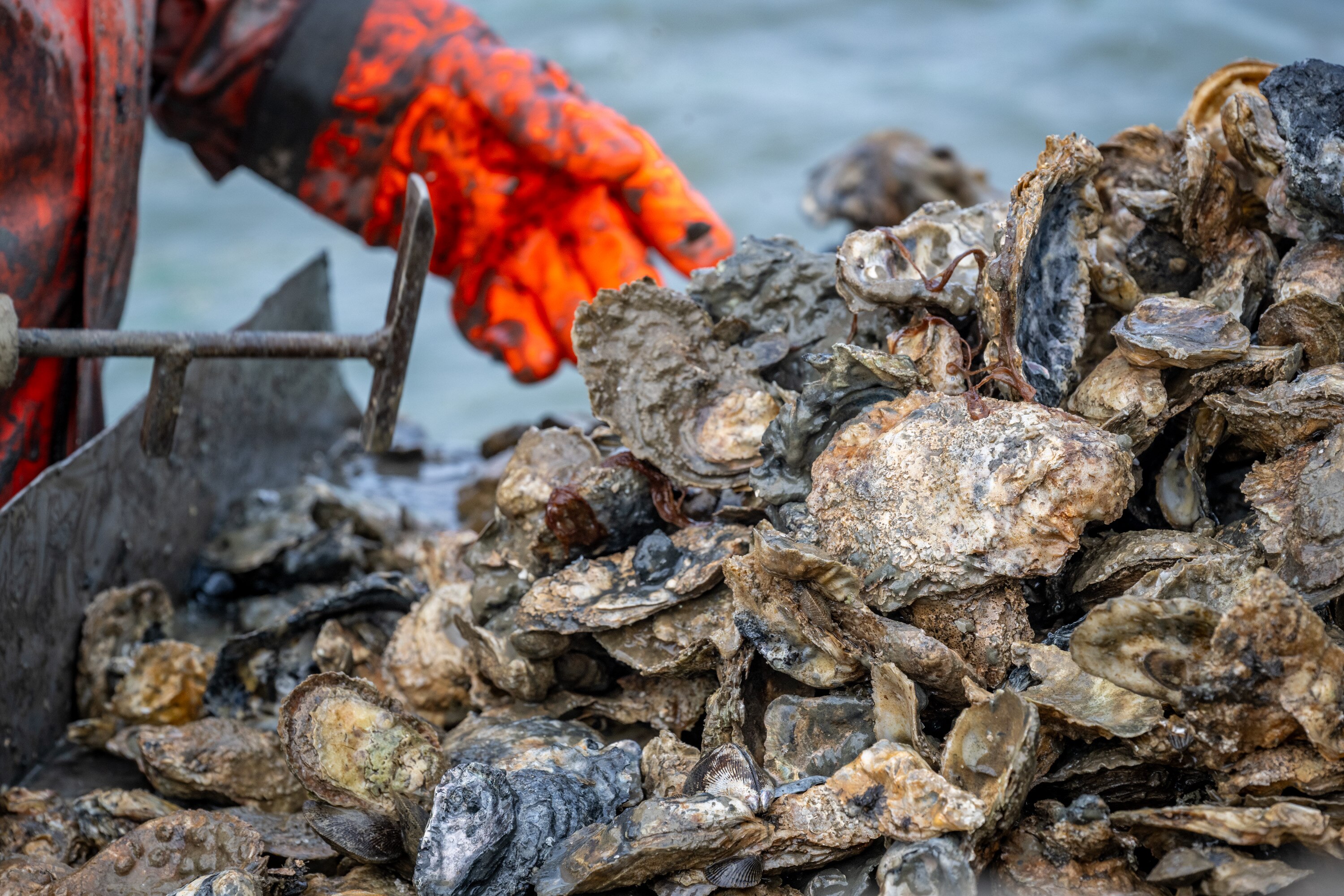 The oysters were harvested from the Little Wicomico River between Sept. 18 and Oct. 8, according to the U.S. Food and Drug Administration.