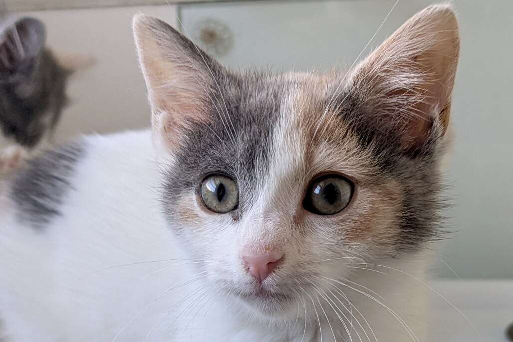 RLong is a calico kitten up for adoption from the Maryland SPCA.