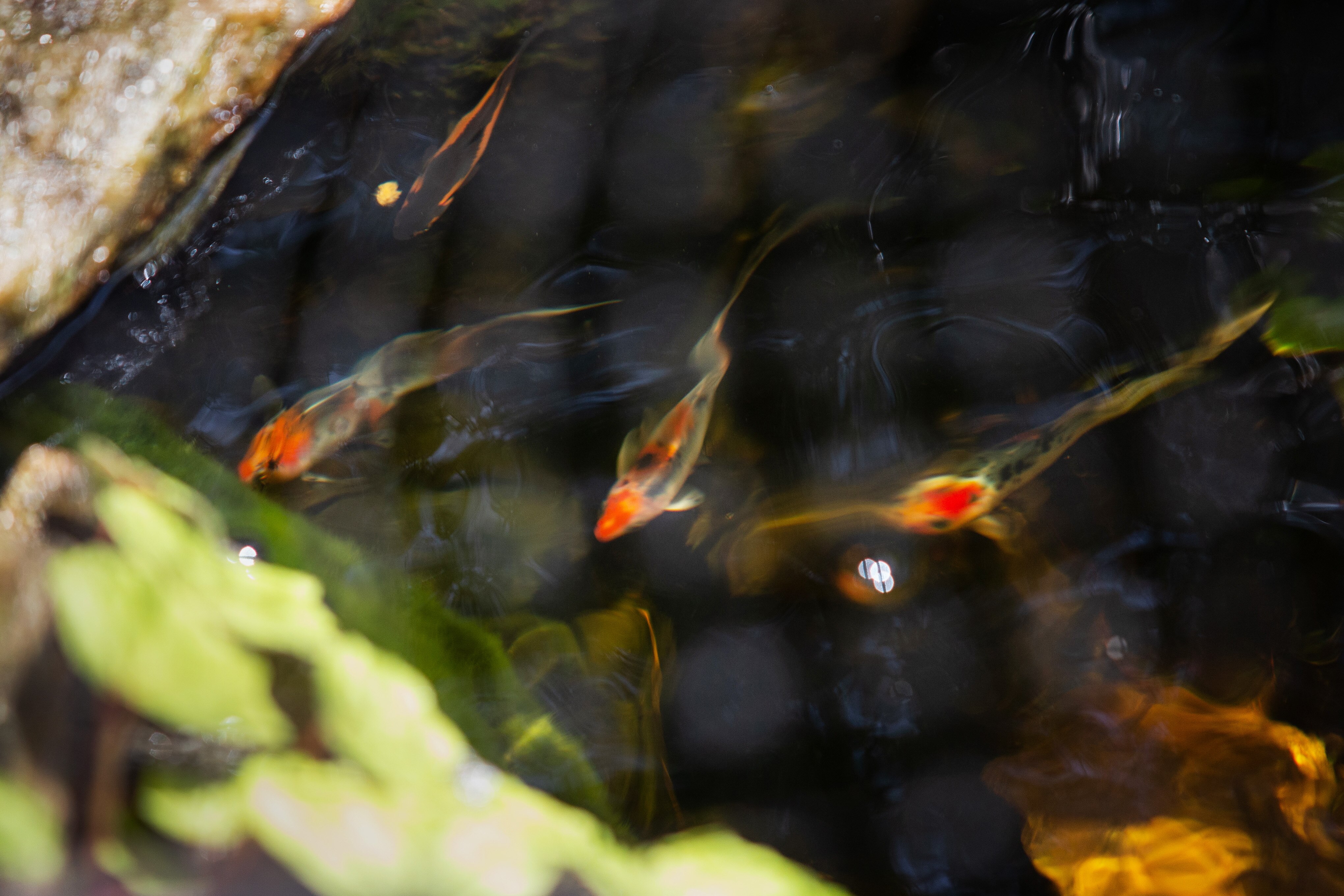 Steve Steurer is one of a group of Columbia, MD, residents who reported more than 30 koi fish had been stolen from their backyard ponds near the end of March. Steurer has had his pond for 25 years, and says nothing like this has ever happened before. He recently replaced his koi fish, and installed security cameras around his house. Neither residents nor pet store owners know if it was an animal or a human that stole them.