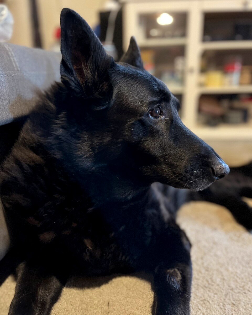 Raven, one of the dogs handled by Loving Care Pet Cremations — but who was found dumped on the side of the road.