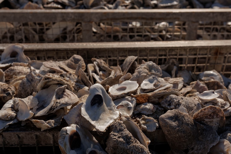 Cleaned oyster shells at Horn Point Lab sit in cages which will eventually be used as substrate for oyster larvae to attach to.