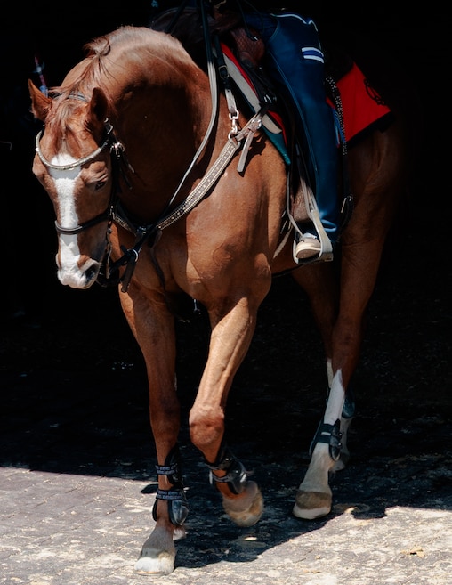 An outrider leaves the paddock at Laurel Park Race Track.