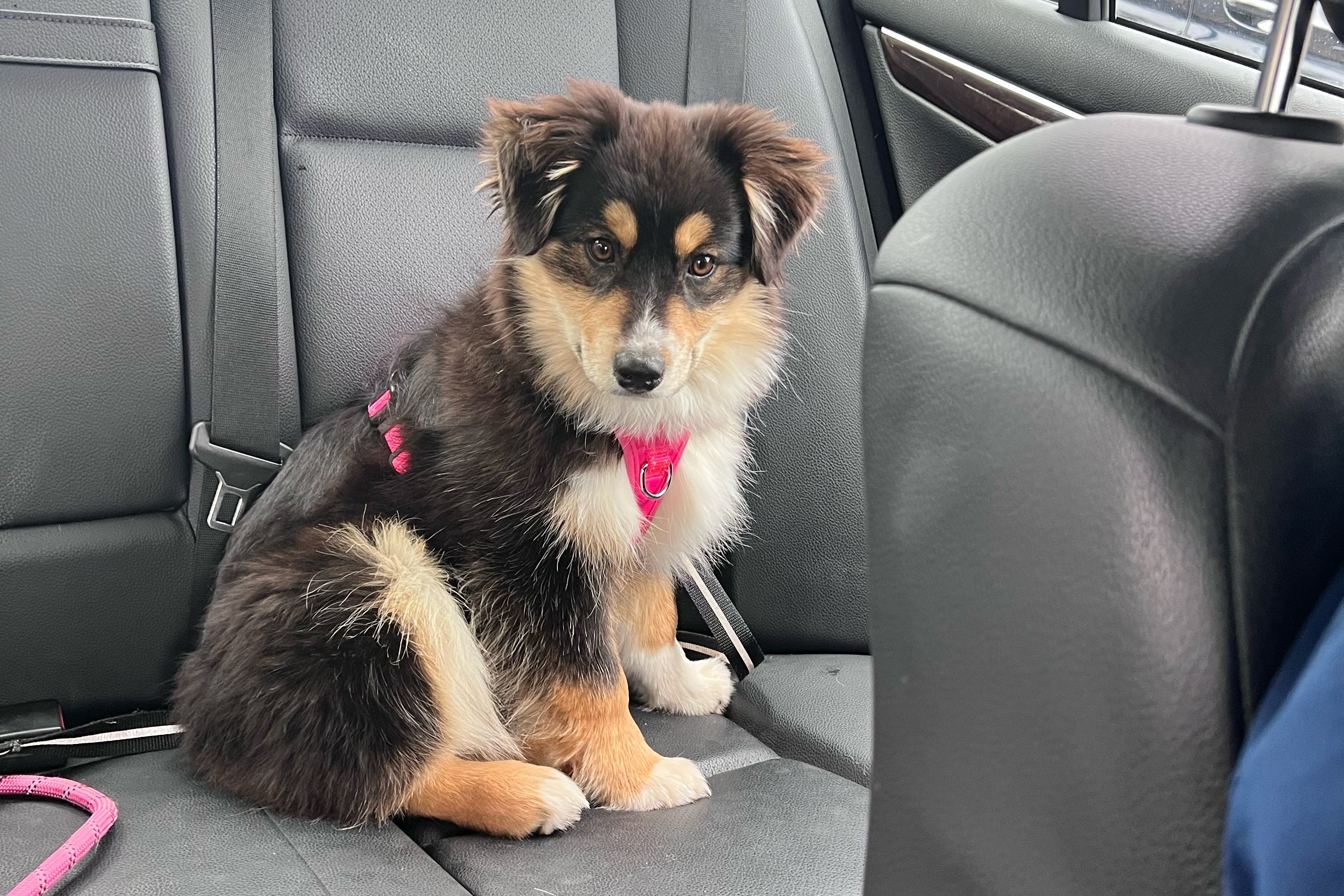 Lt. Gov. Aruna Miller's new puppy, Poe.