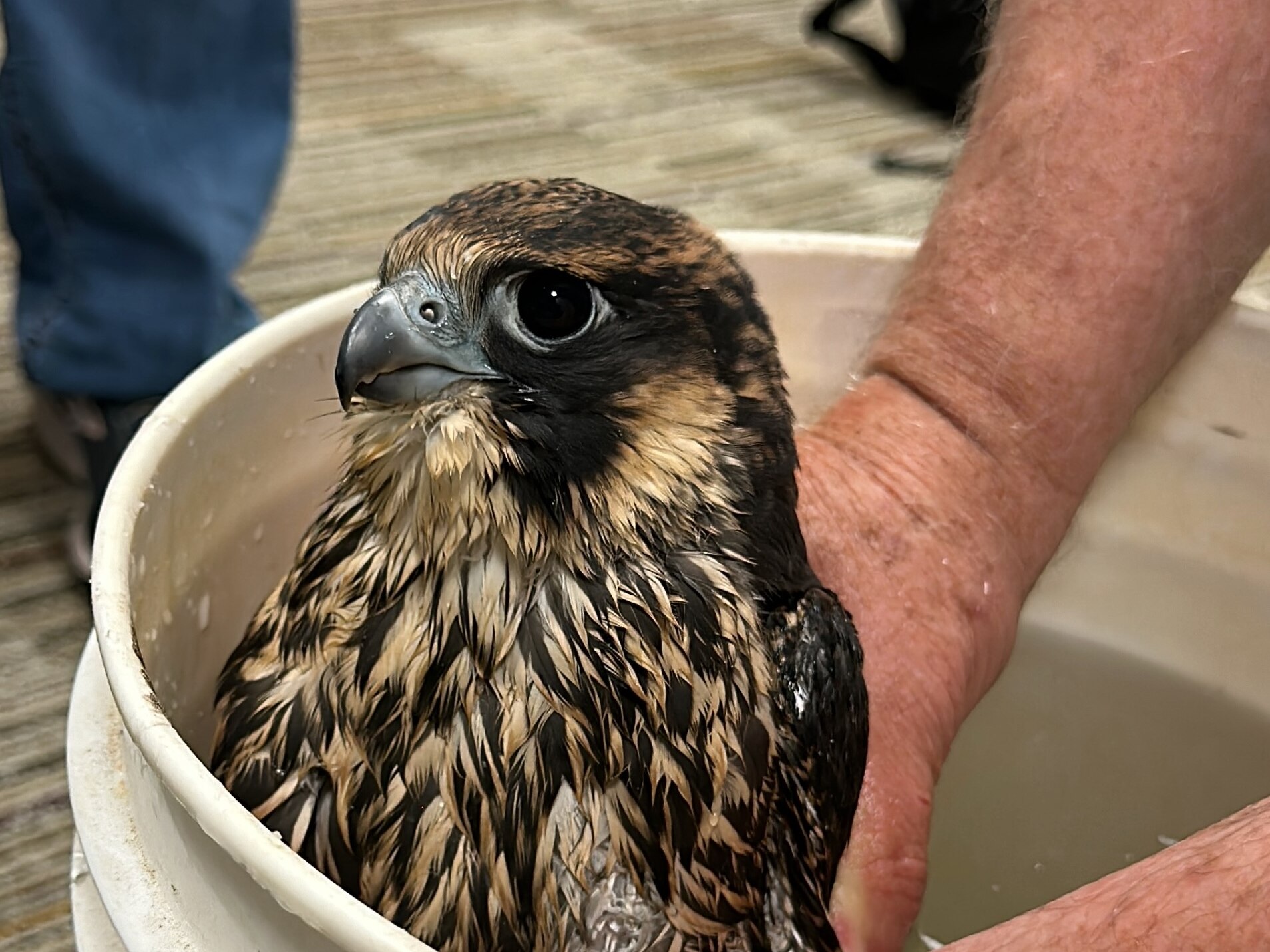 Soaking the feathers of a peregrine falcon discourages it from trying to fly away.