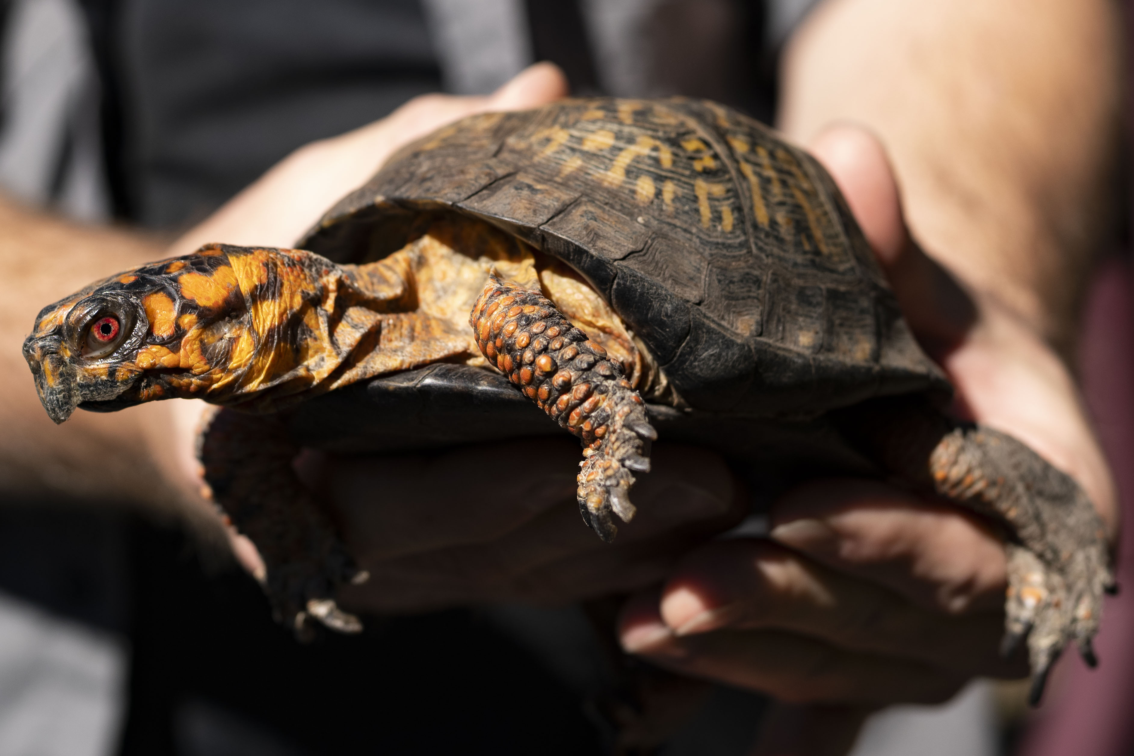 Brian Durkin, a turtle conservation specialist at the Maryland Department of Natural Resources, holds a box turtle during a demo of how U.S. Department of Agriculture-trained dogs track down turtles at Sandy Point State Park in Annapolis.