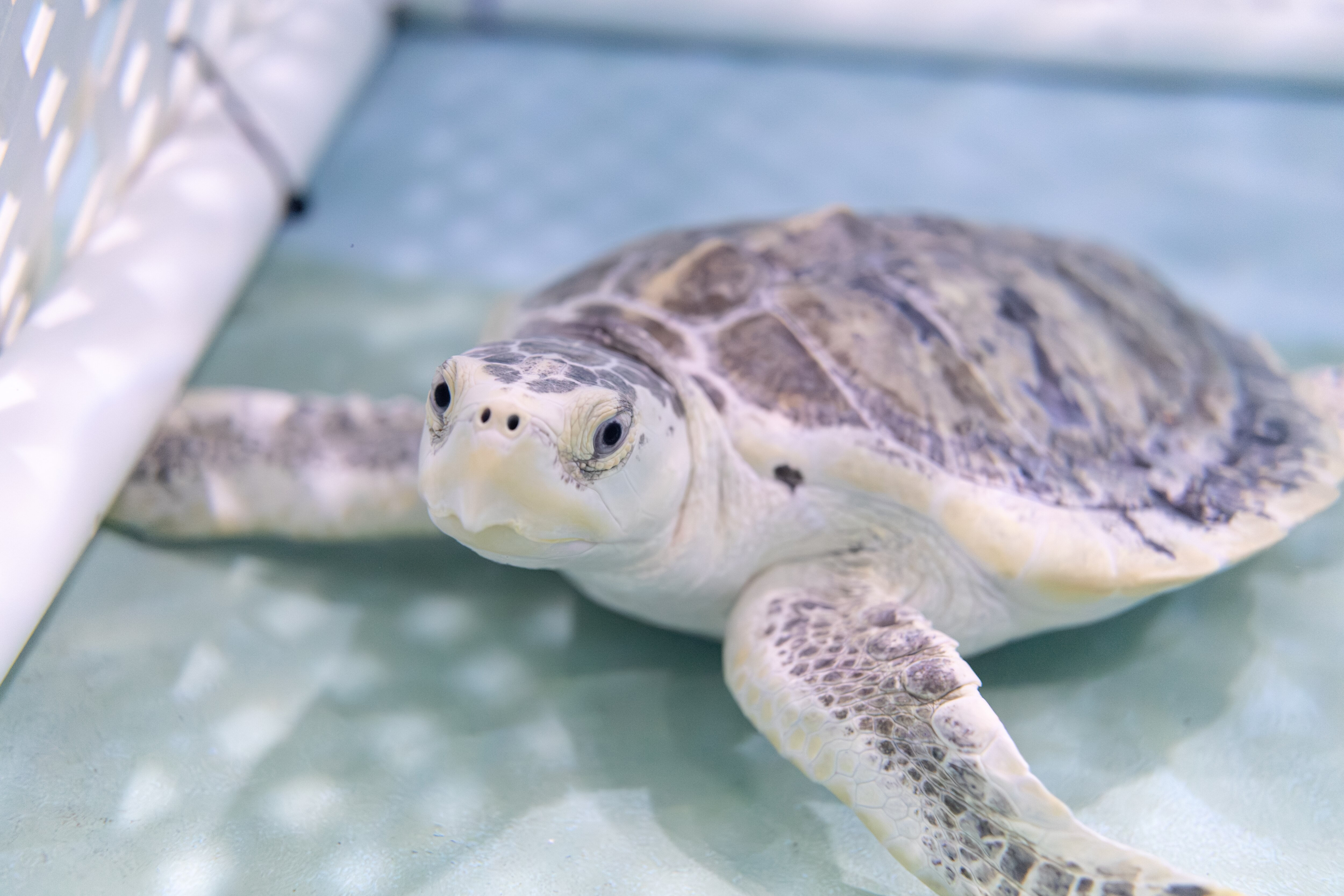 Animal Rescue staff monitor Kemp's ridley sea turtles during their rehabilitation on June 18, 2025.