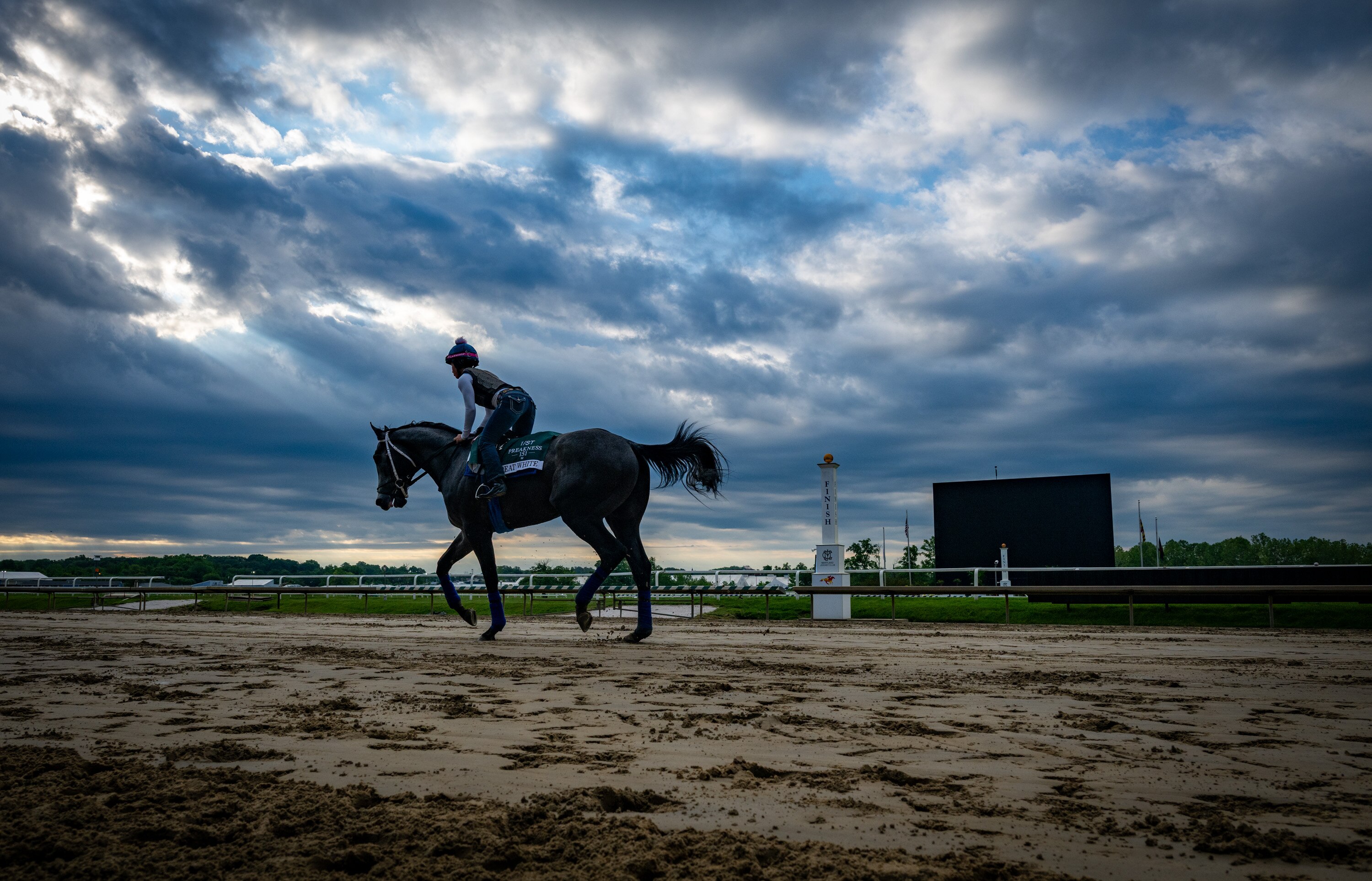Preakness contender Great White trains on the Laurel Park track Thursday morning ahead of the 151st running of the Preakness Stakes.