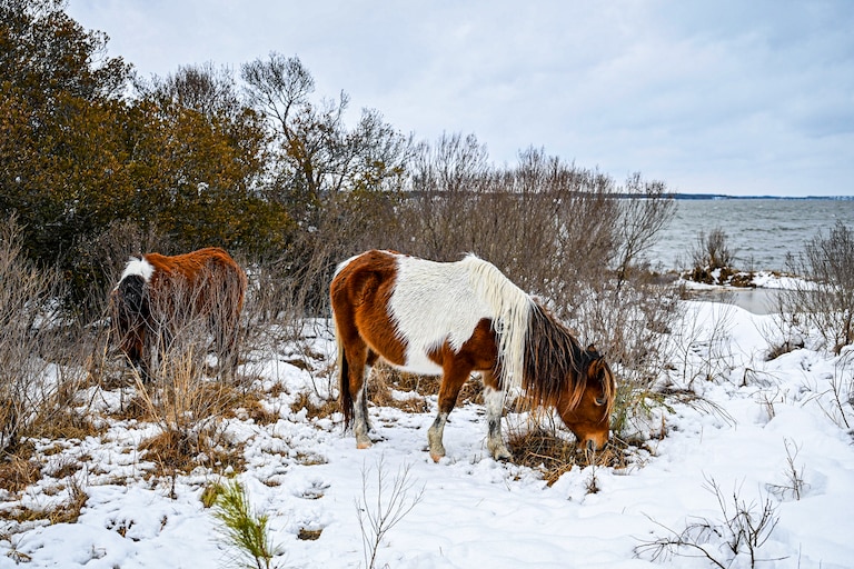 Ponies graze in the snow at Assateague Island National Seashore following Monday’s nor'easter storm.