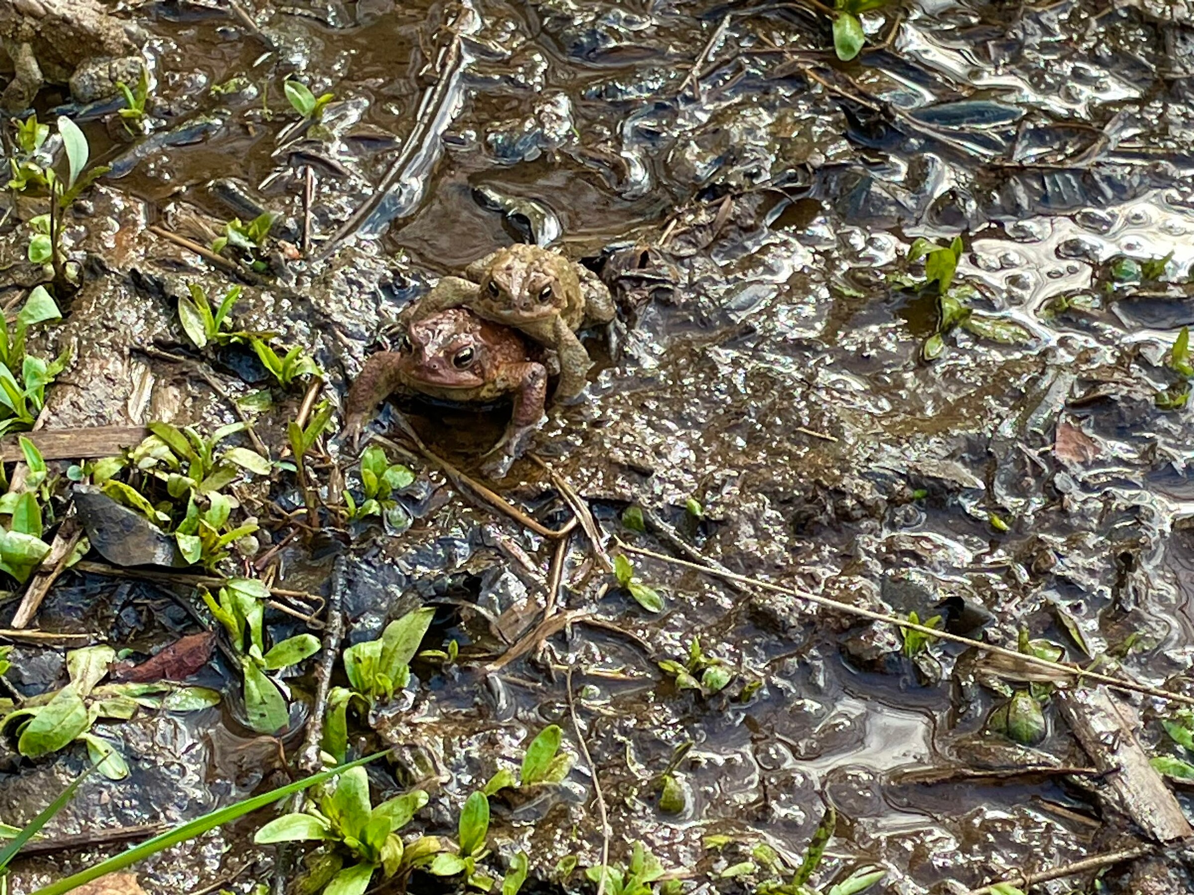 Two toads find each other near Lake Roland.