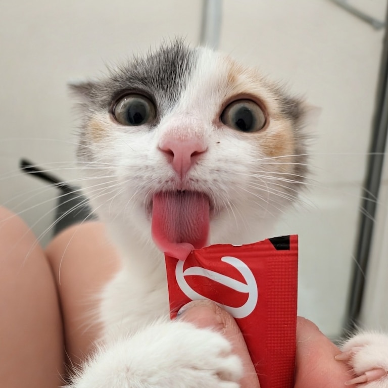 RLong is a calico kitten up for adoption from the Maryland SPCA.