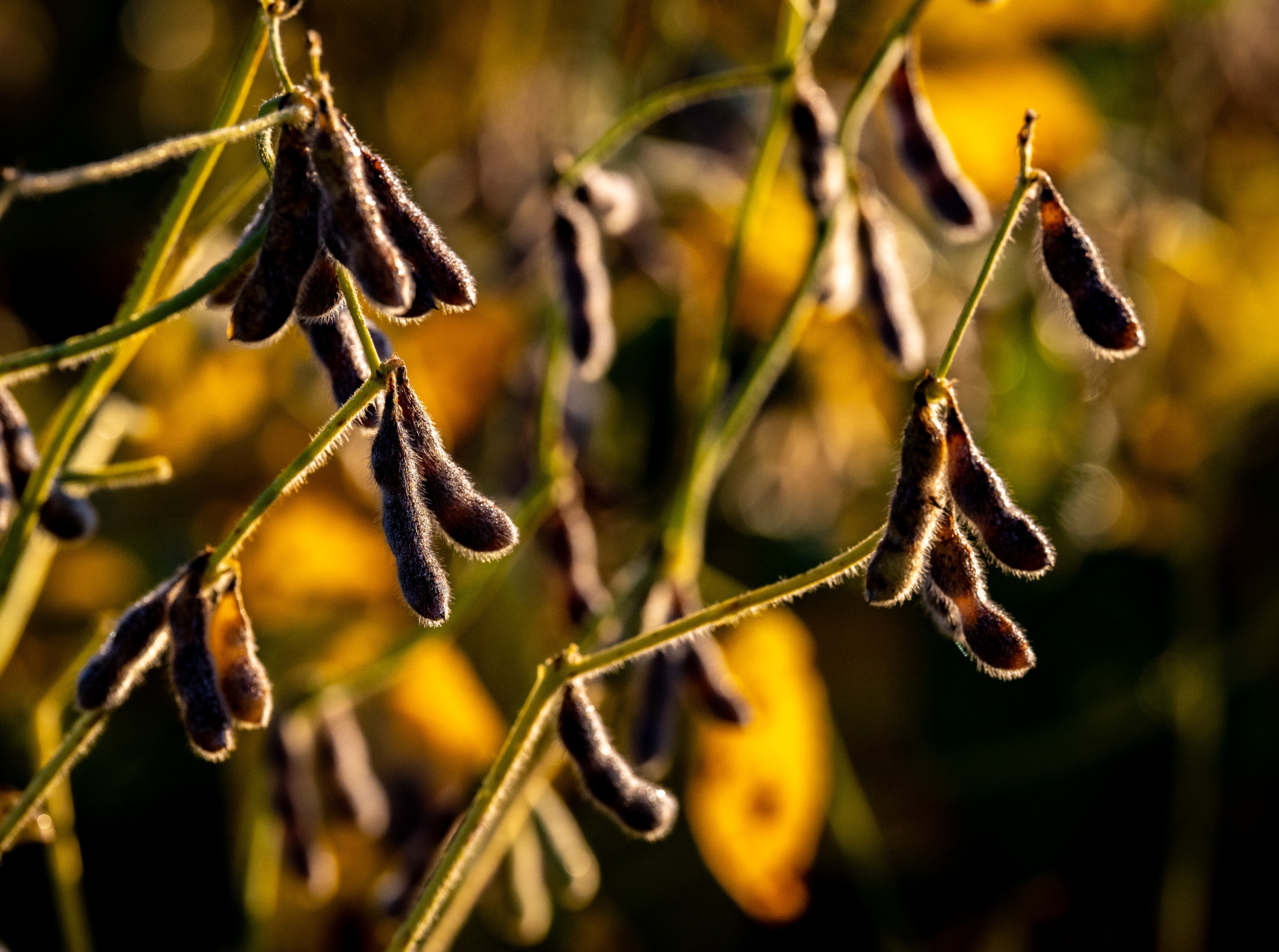 Thursday, Oct. 9, 2025 — Soybeans catch the first light of the day on David Burrier’s Frederick County farm. Last year he had 35 orders of his soybeans being exported to China by Oct. 1. So far this year he has none.