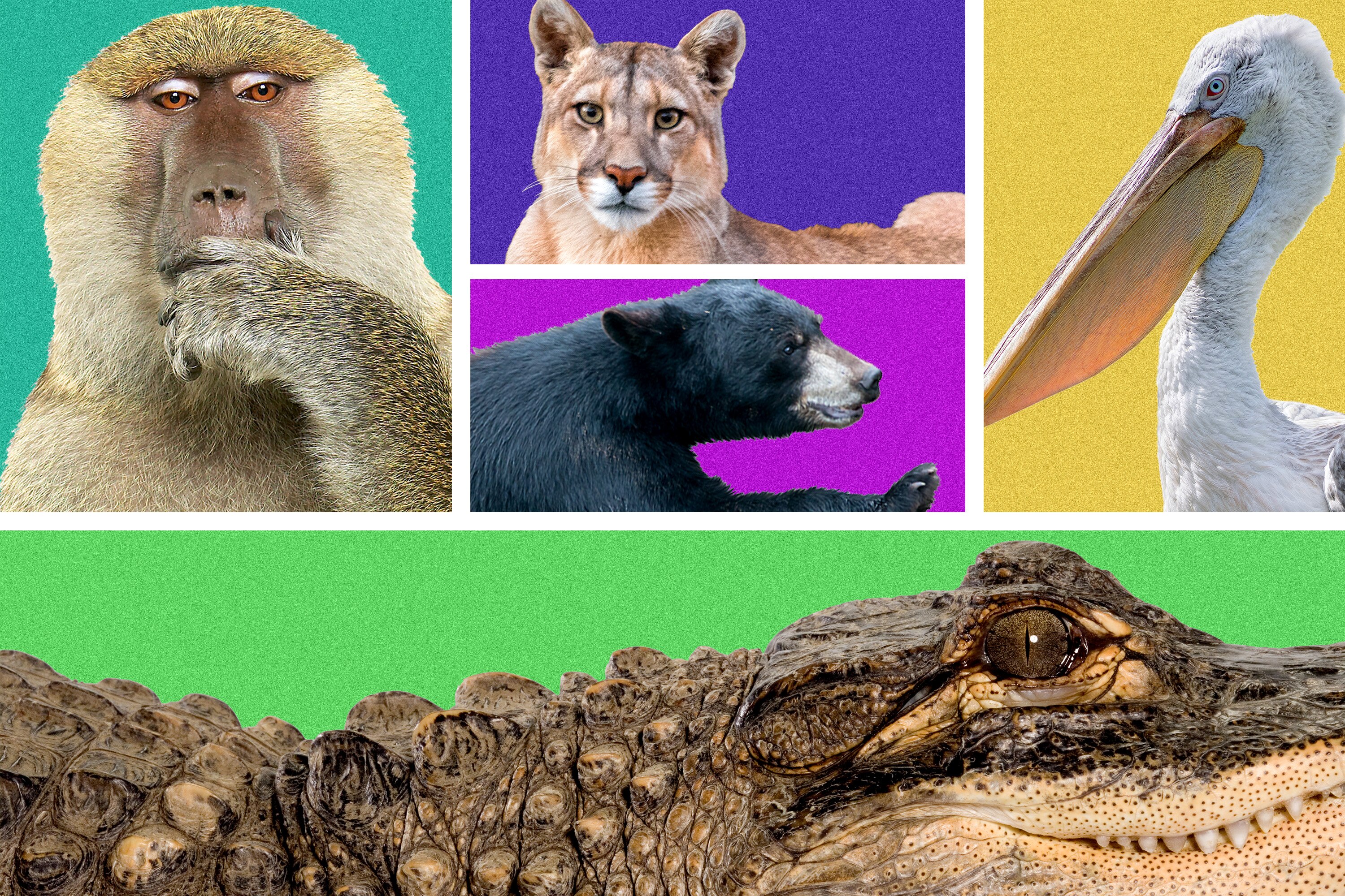 Over the years, Baltimoreans have reported seeing several unexpected animals roaming the streets.