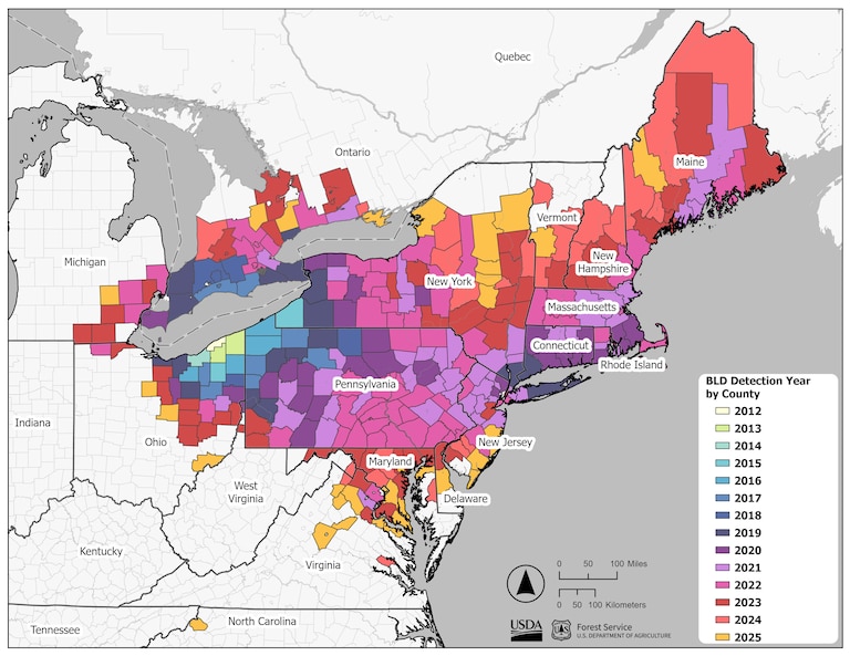 A map of the Northeastern U.S. color codes counties according to the year beech leaf disease was detected there. Almost every county from eastern Ohio to Maine now has the disease, while Maryland counties account for some of the most recent discoveries.
