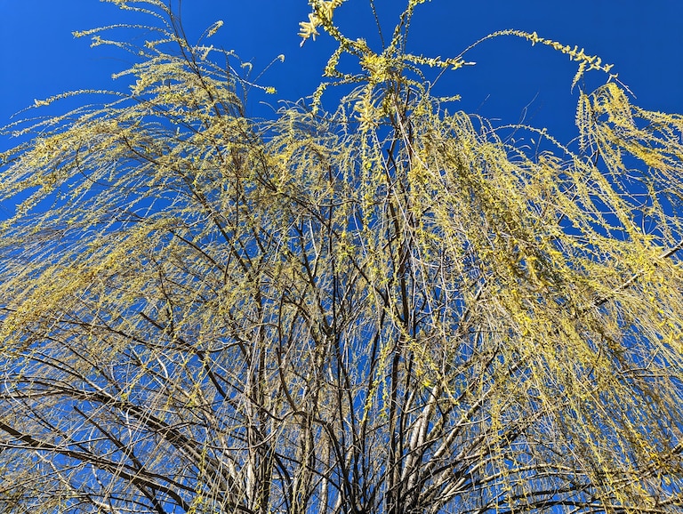 The willows are breaking out in spring green, a color so young it's still really yellow.
