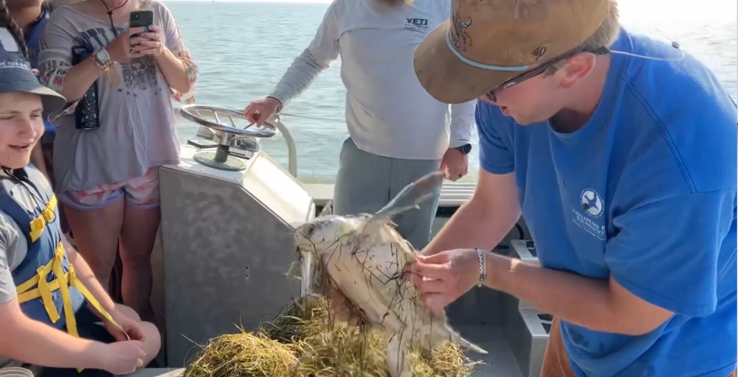A screen grab from a video shows the moment a Chesapeake Bay Foundation staff member pulled a juvenile sea turtle out of a clump of "scraped" seagrass.
