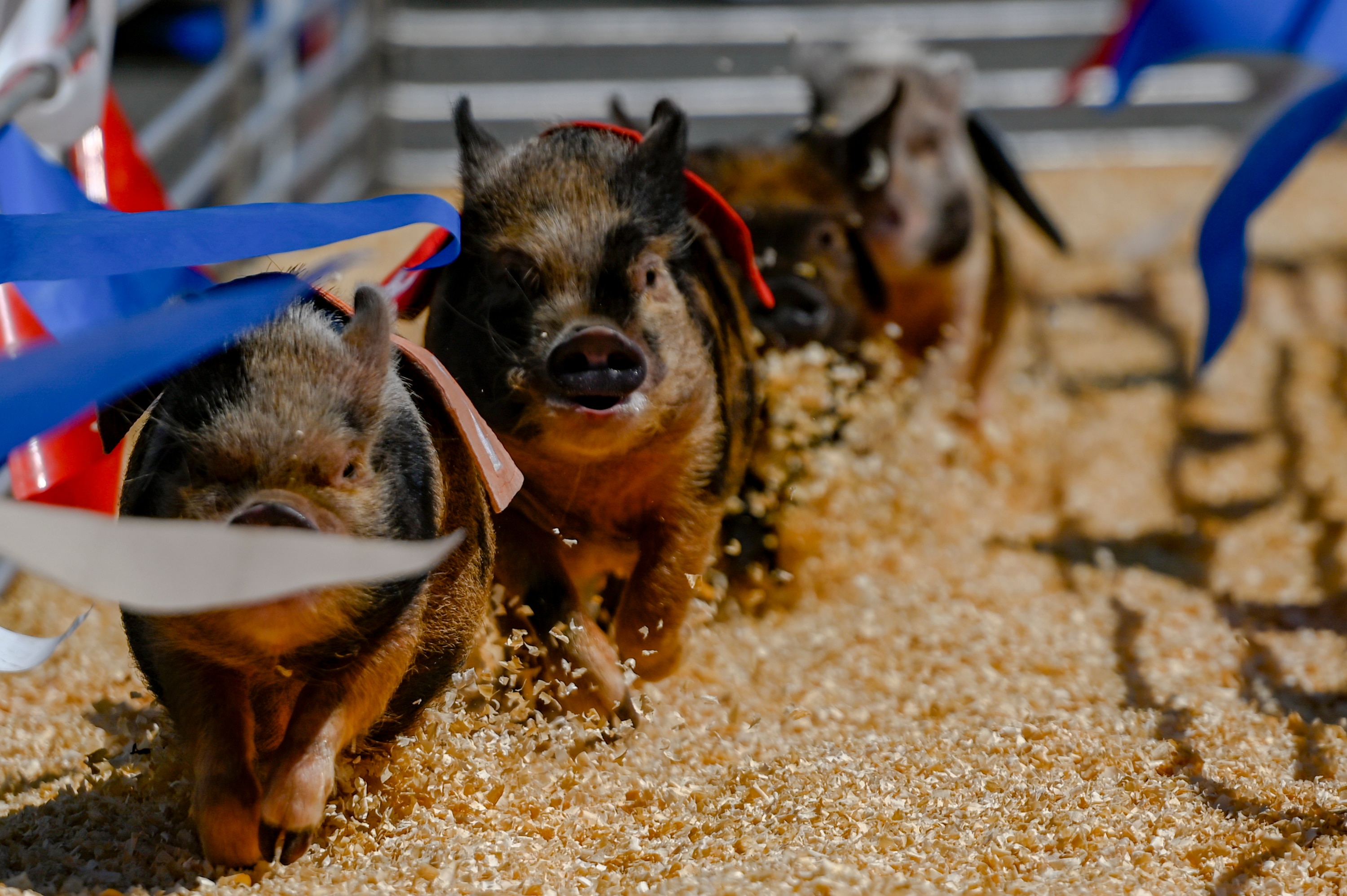 Pigs race around a small track at the 2025 Maryland State Fair.