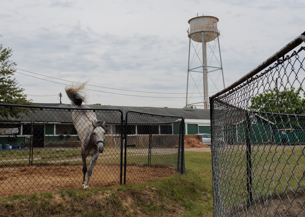 A horse stretches its legs outside of the stables at Laurel Park Race Track.