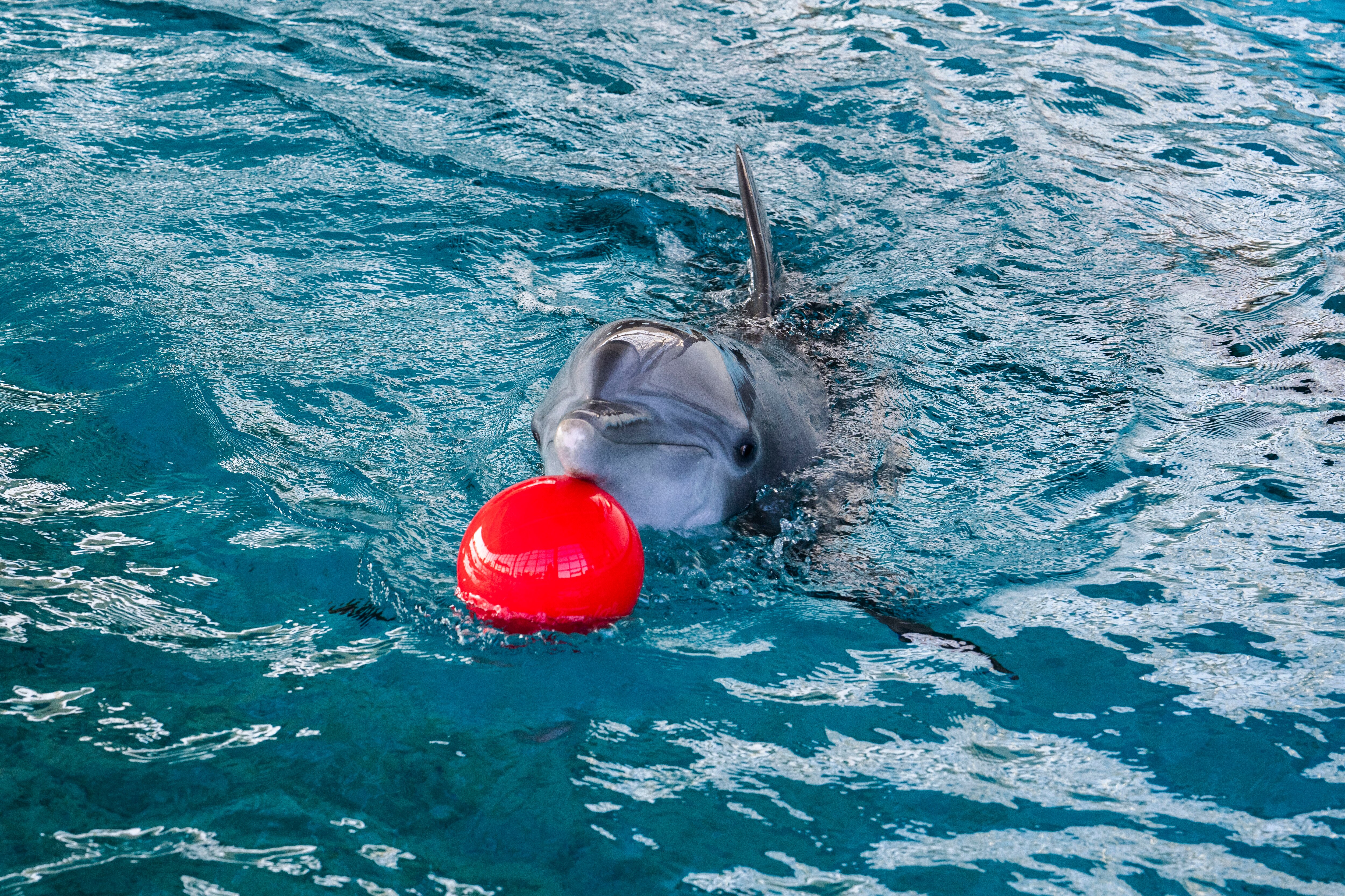 The dolphins have play time with big red balls at the National Aquarium on Nov. 13, 2023.