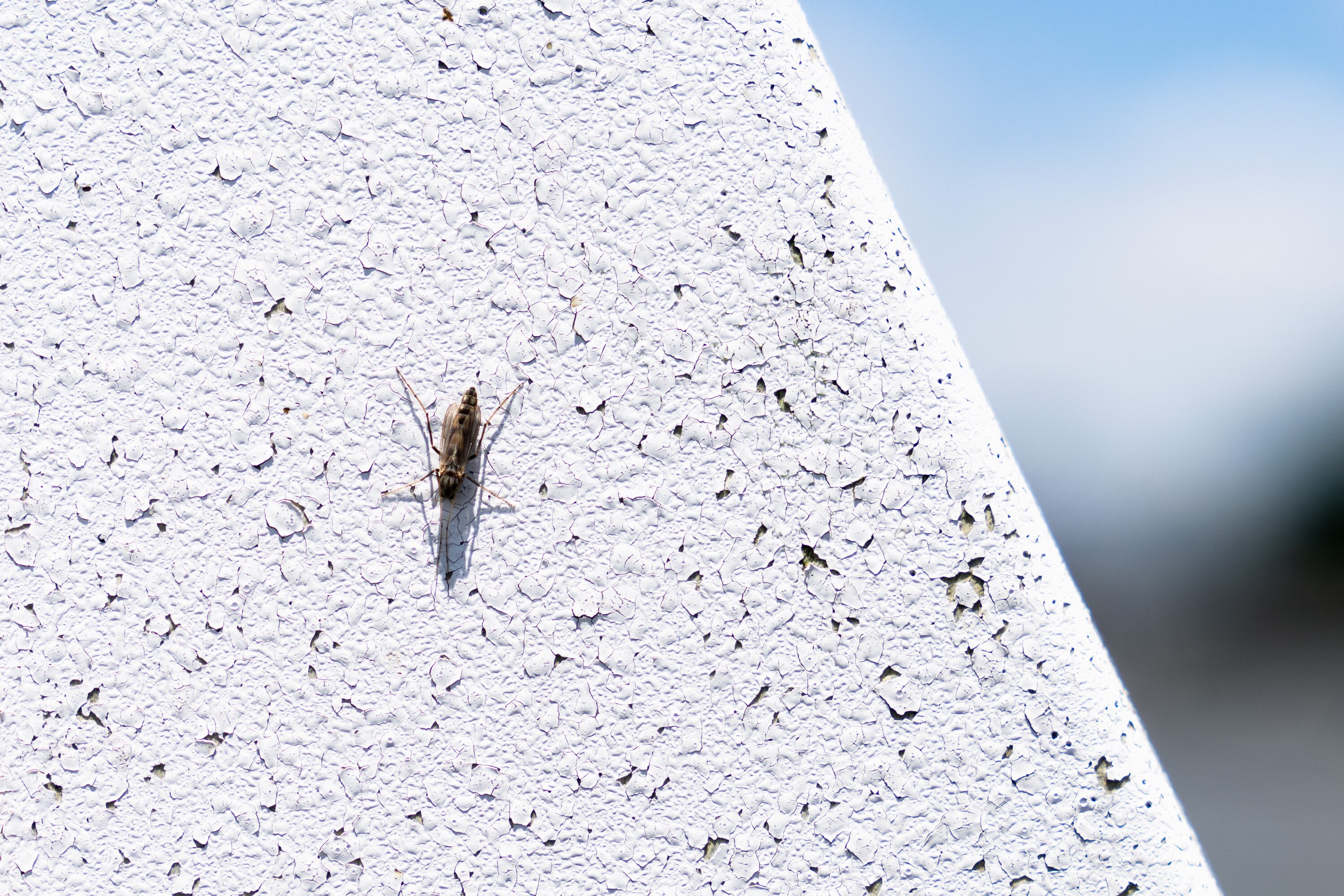 A midge is seen at Weaver’s Marina in Essex on May 30, 2024.