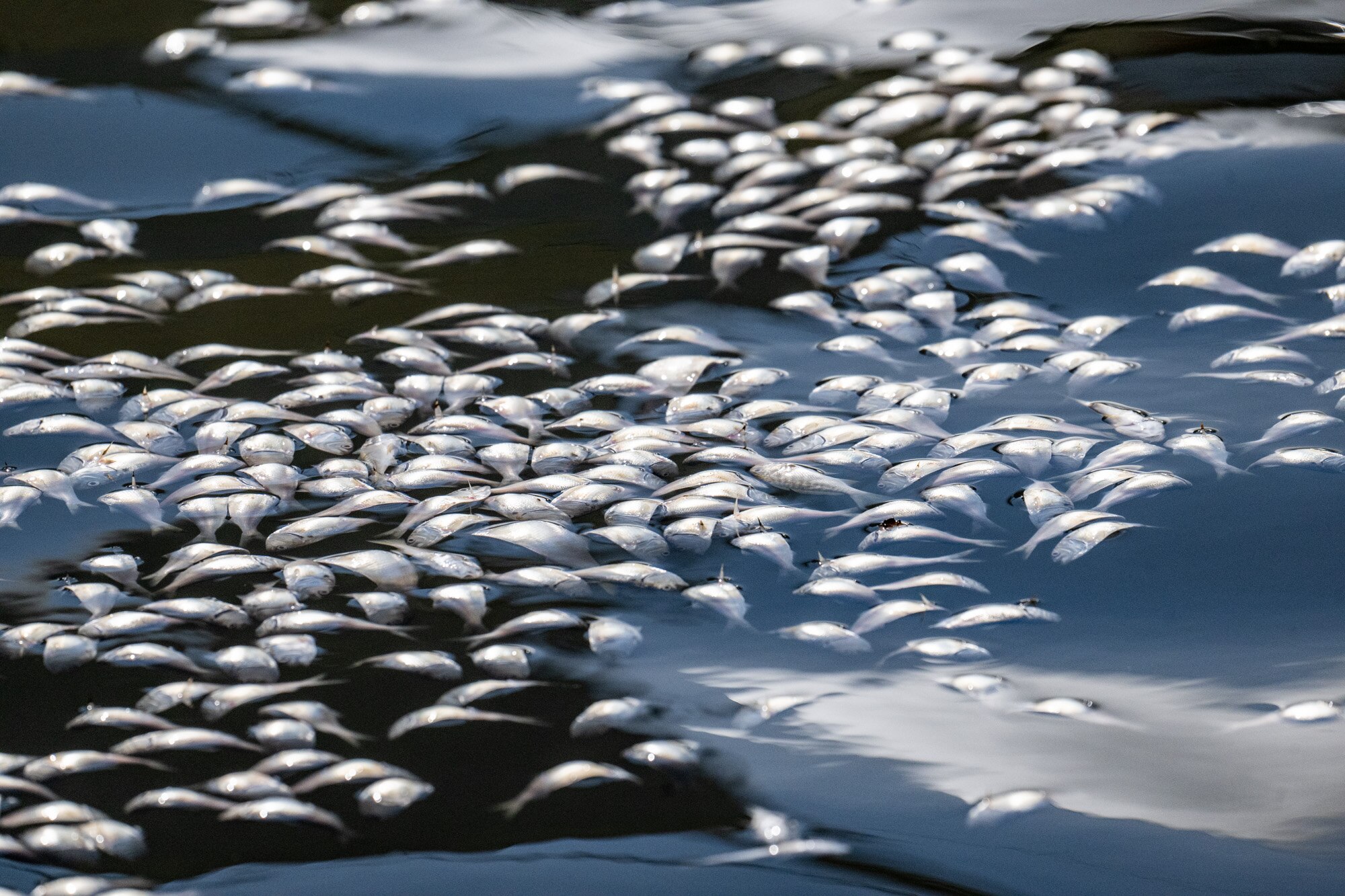 Dead fish are seen between Pier Five and Pier Six Wednesday Sept. 4, 2024.