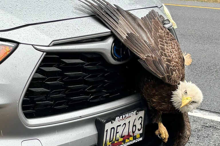 Rebecca Atkins was driving through Route 4, a state highway she usually takes to drive to work, when an eagle collided with her car. The eagle was stuck in the grill for more than an hour.