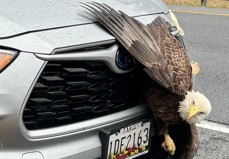 Rebecca Atkins was driving through Route 4, a state highway she usually takes to drive to work, when an eagle collided with her car. The eagle was stuck in the grill for more than an hour.