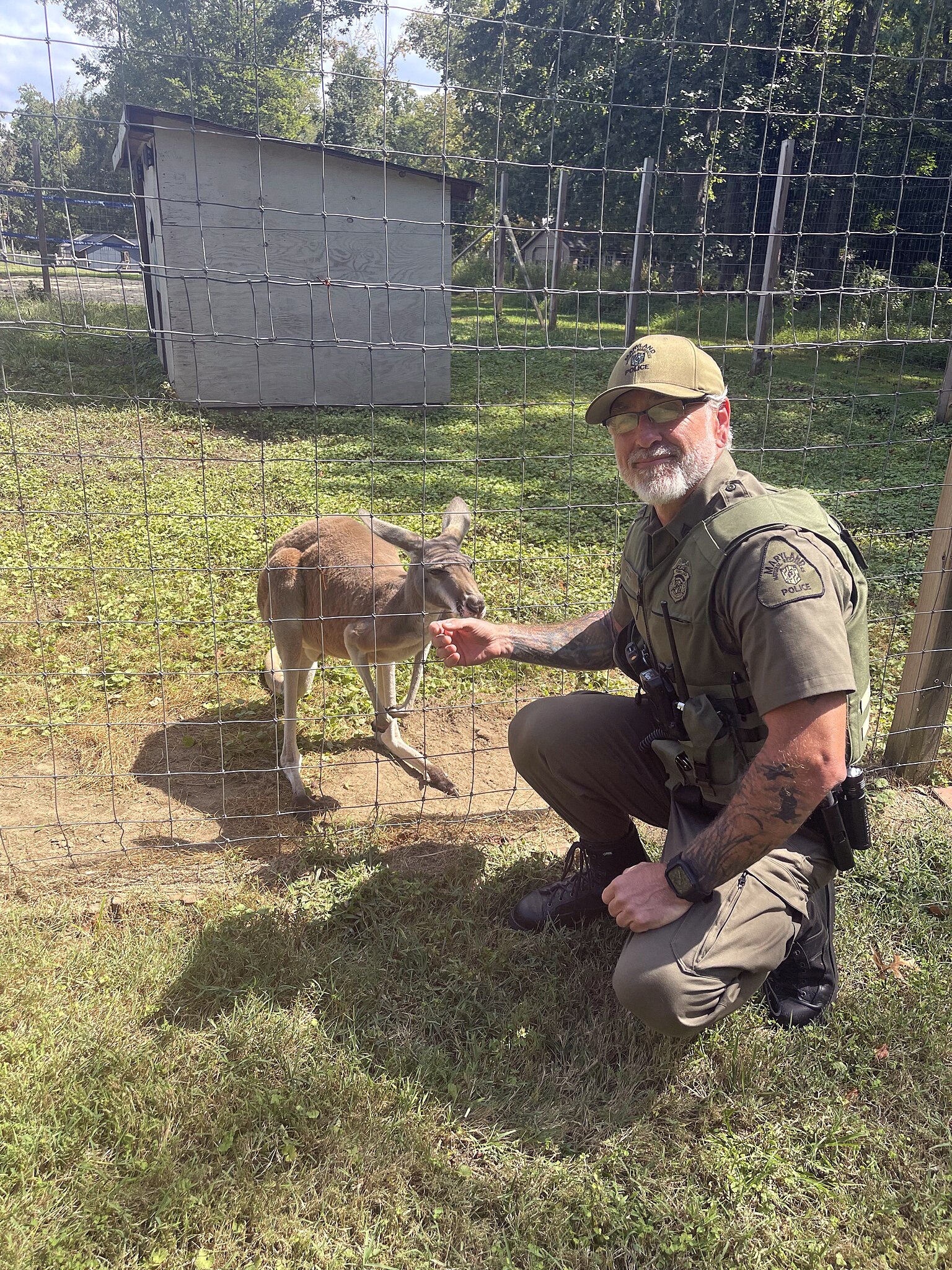 Maryland Natural Resources Police officers responded on Sept. 9 to a residence in Edgewater to investigate reports that a kangaroo was being kept as a pet. Sgt. Ron Collier and Officer First Class Tyson Johnson encountered one of the marsupials, which are native to Australia and New Guinea.