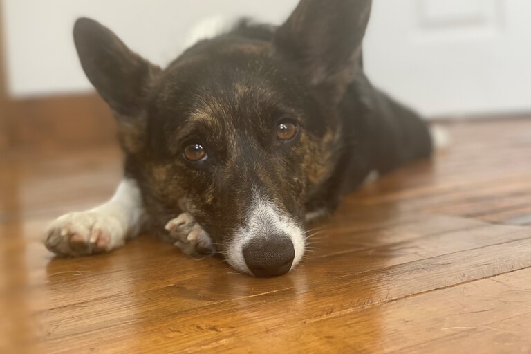 Chichi the corgi is usually stealing socks, asleep on her back, waiting for her next walk or asking for food when she just ate.