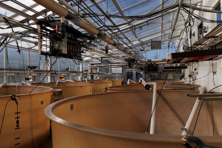 Mass algae tanks inside a green house at Horn Point Lab, where algae will be grown to feed oysters.