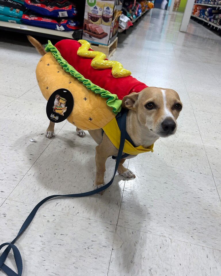 Orioles right-hander Brandon Young has a chihuahua-dachshund mix named Noodles.