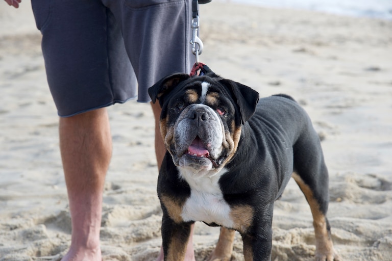 Ronin, an 8-year-old bulldog, was asked to leave the beach Aug. 16 with his owner, Casey Musick of Catonsville.