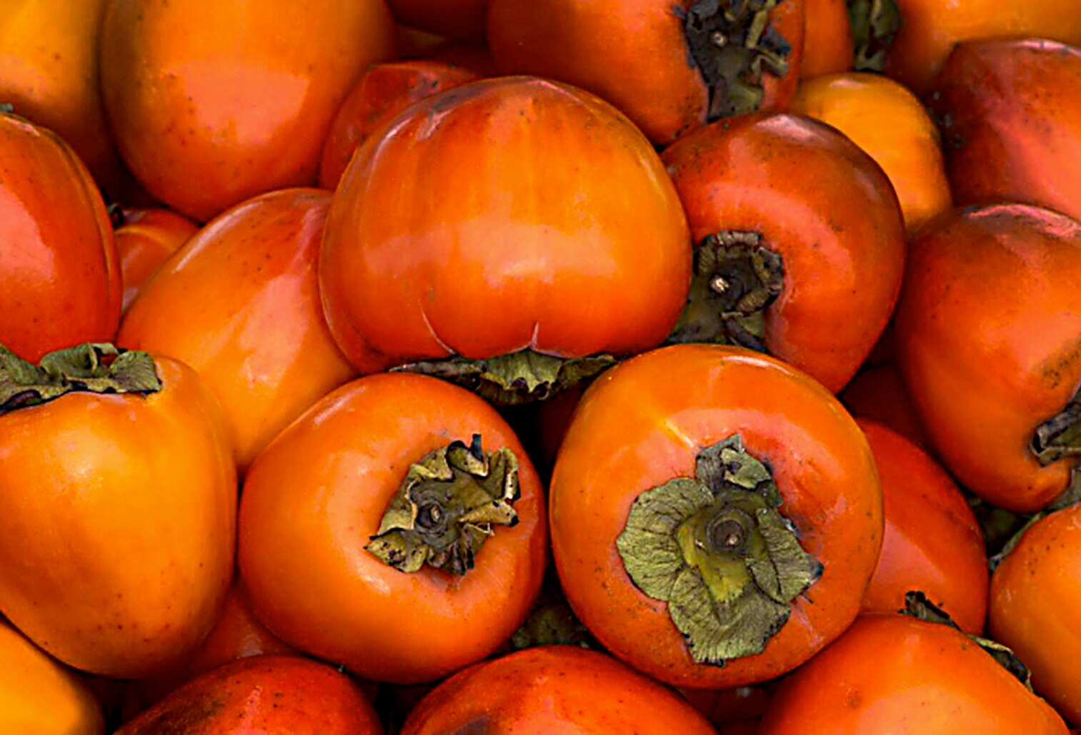 The persimmon could become the State fruit of Maryland.