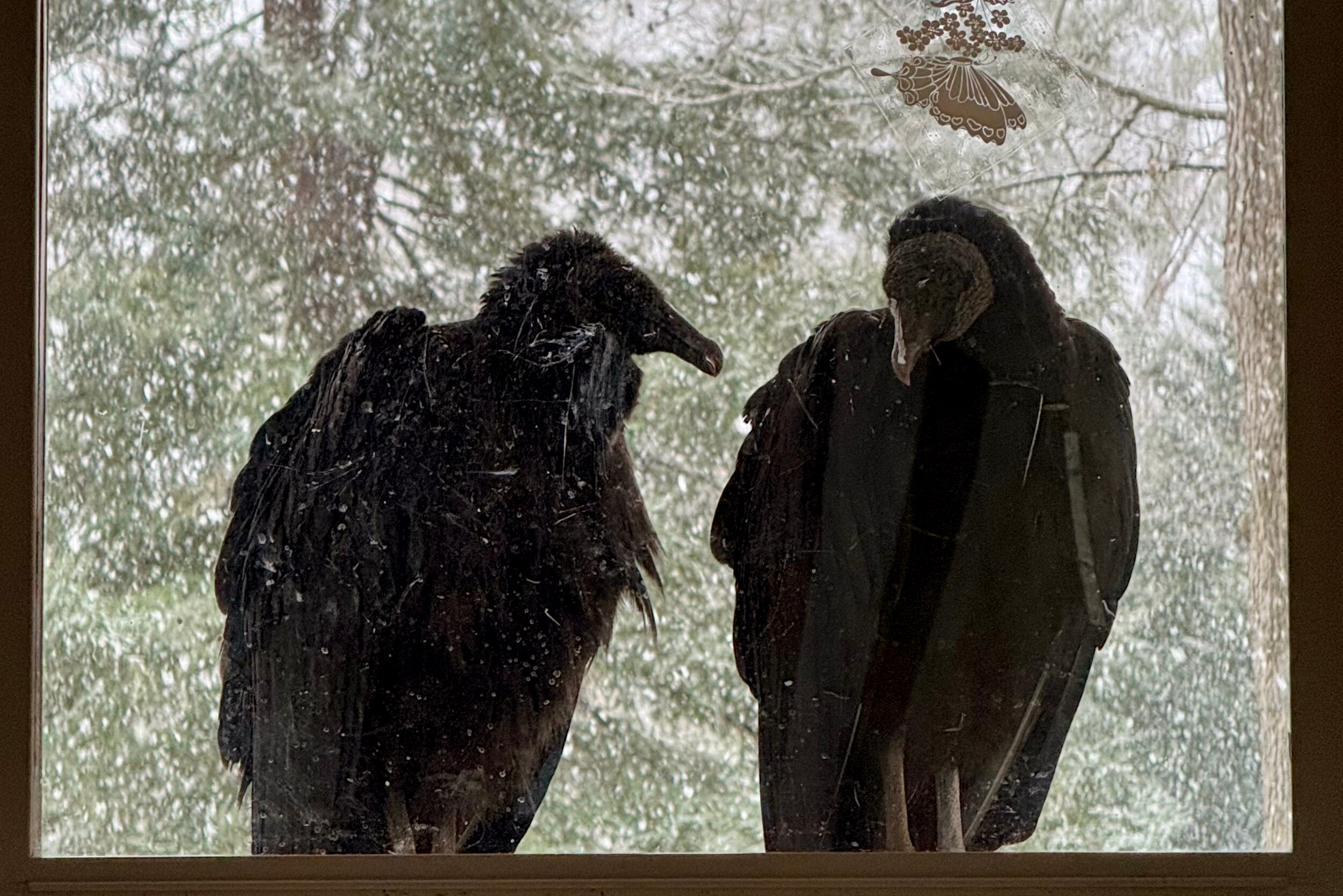This pair of black vultures were regular visitors to Martha Midgette’s rural Southern Maryland home.