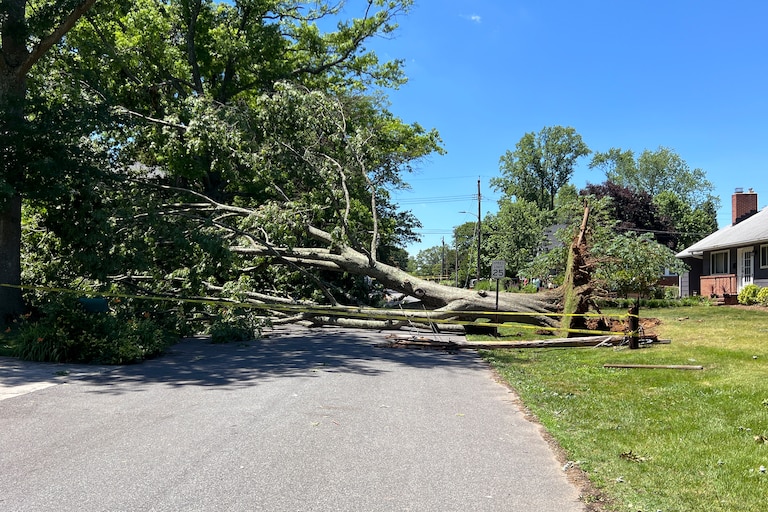 SATURDAY, JUNE 13, 2026 - Trees toppled in Annapolis after storms caused damage in the city on Friday evening.